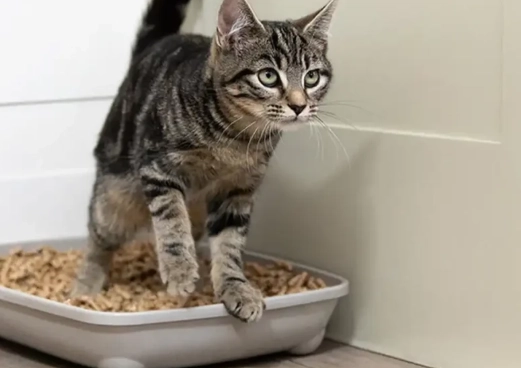 What is the fastest way to litter train a cat?