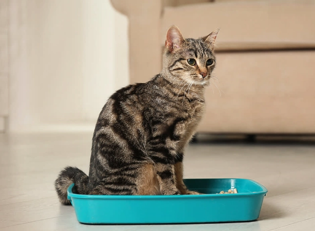 how to train a cat to use a litter box