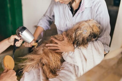 dog grooming for beginners