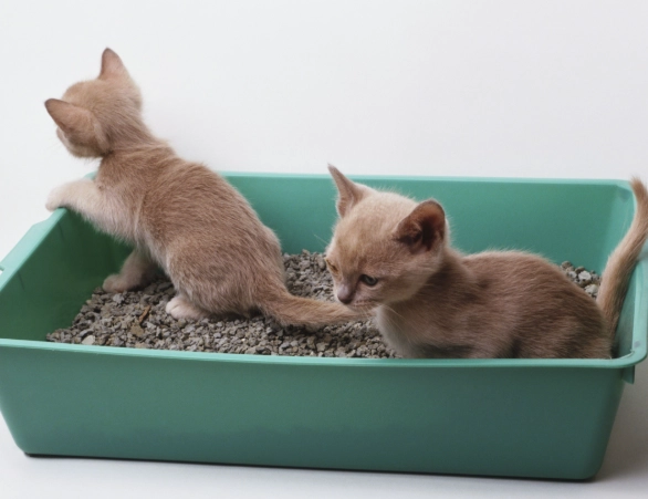 cat litter training