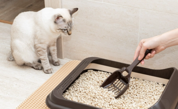 litter box training