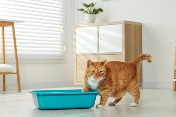 how to train a cat to use a litter box