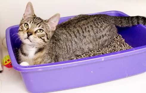 cat not using litter box