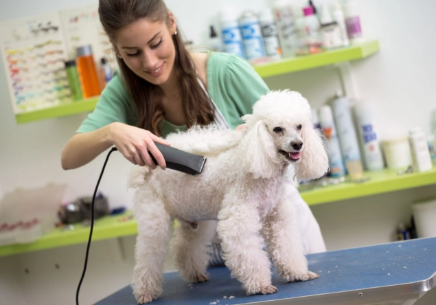 Professional dog grooming tips