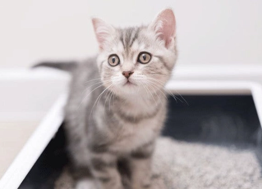 cat litter box problems