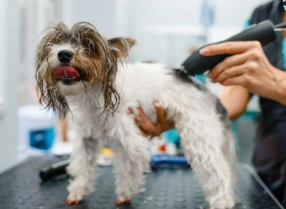 how often to groom a dog