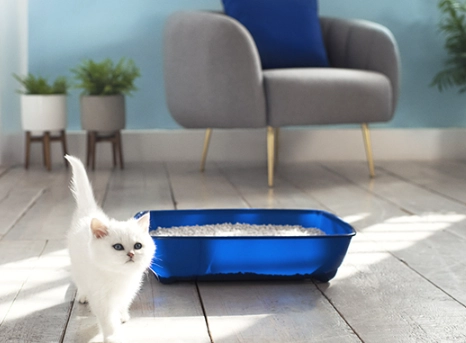 cat potty training tips