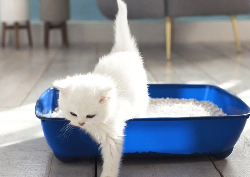 how to litter train adult cat