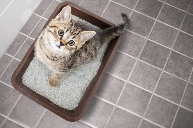 litter box alternatives