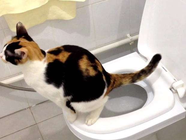 How to potty train a cat without a litter box