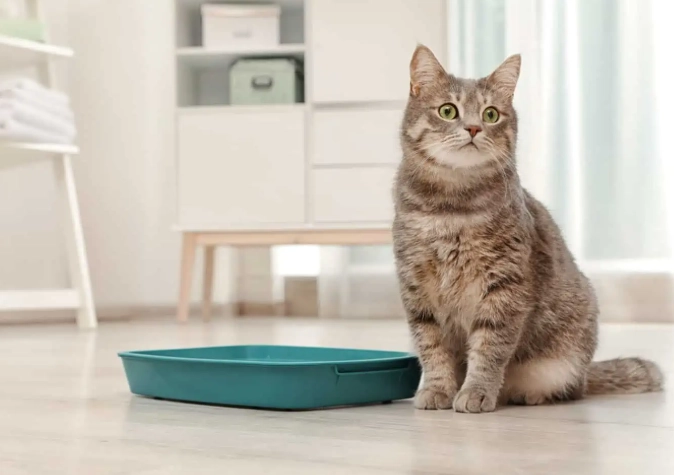 cat not using litter box