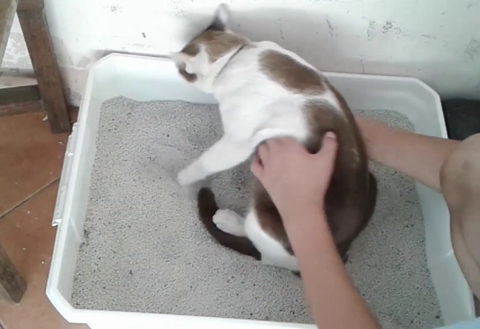 Training outdoor cat to use litter box