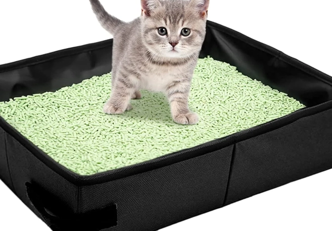 litter train adult cat