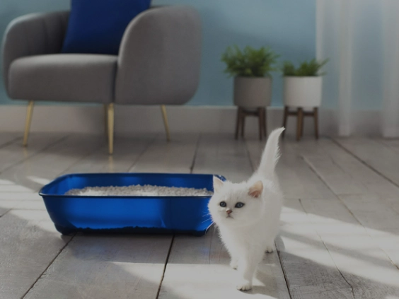 litter box training tips