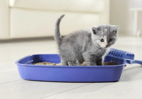 fast kitten litter training