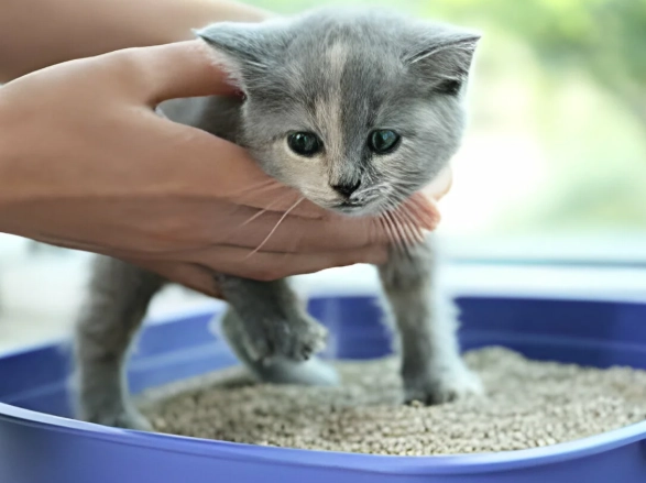 How to get a cat to use the litter box when they refuse