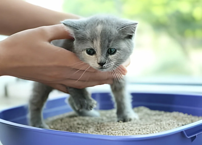 outdoor cat litter training