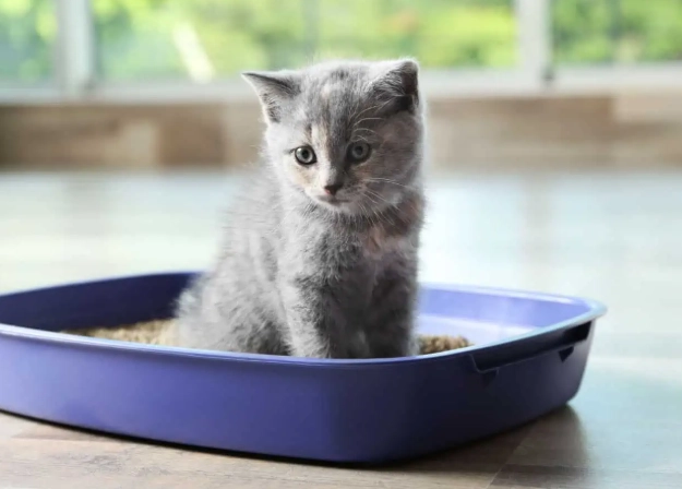 litter train older cat