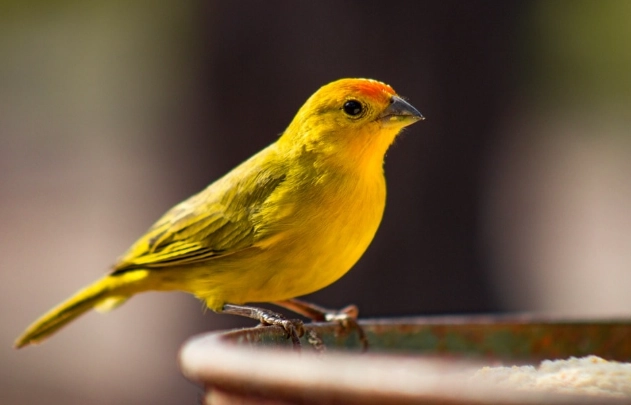 how long do canaries live