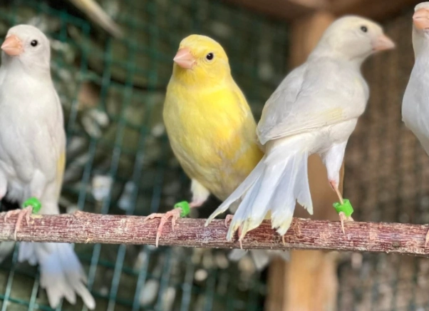 keeping canary warm in winter