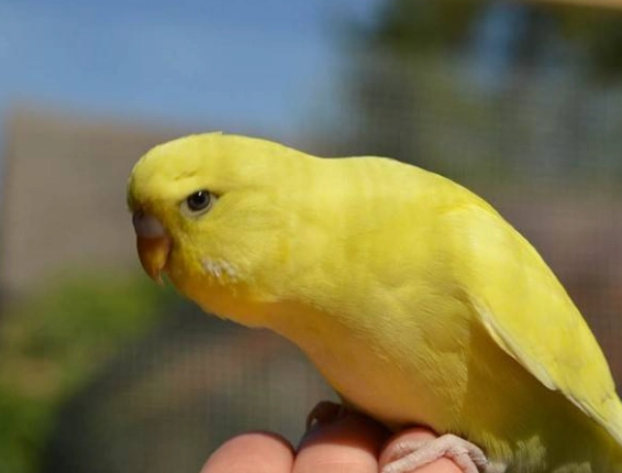 Canary lifespan
