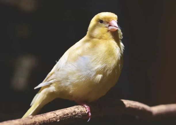hand feeding baby canary