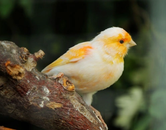 canary care guide