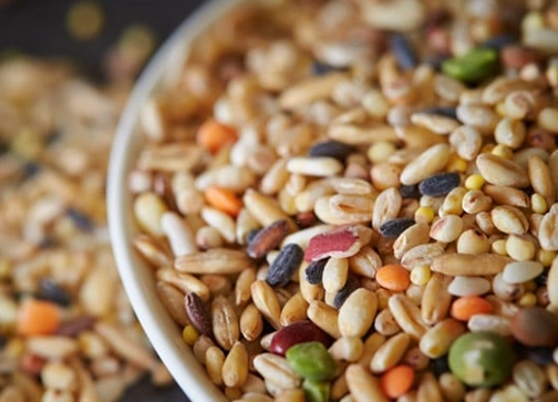 canary food list canary food list