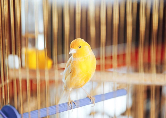 Canary care tips in winter