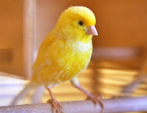 breeding female canary