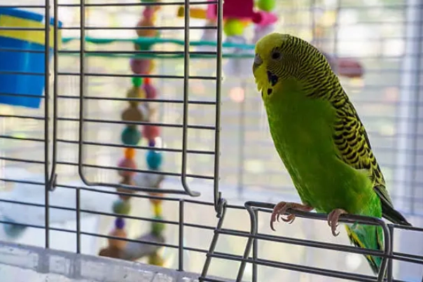 safe bird cage disinfectant