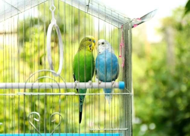 bird cage cleaning schedule