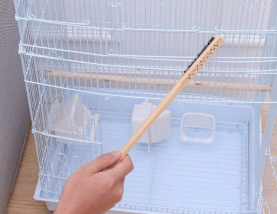 how to clean a parakeet cage