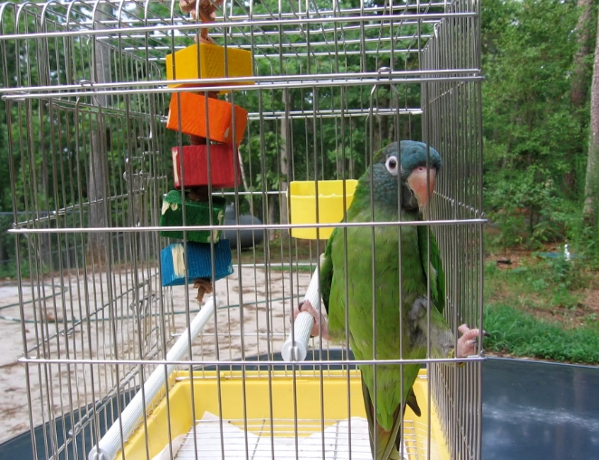 self cleaning bird cage