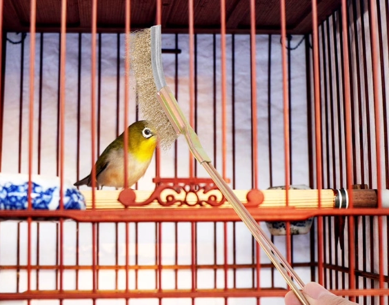 bird cage cleaning tools