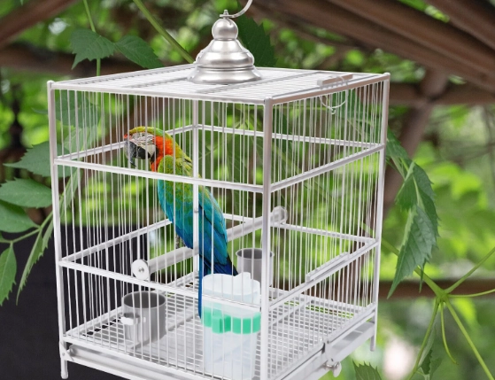 bird cage cleaning solution