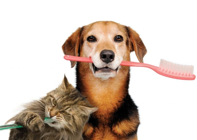 how much for cat teeth cleaning