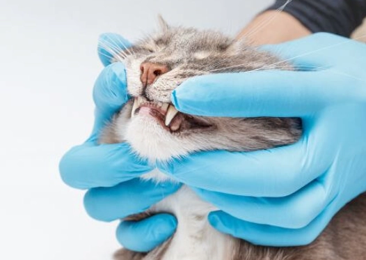 Vet recommended cat dental care