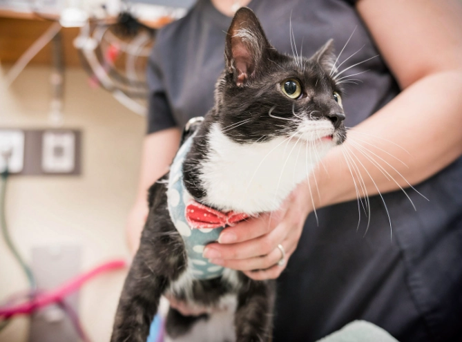 vet dental cleaning price