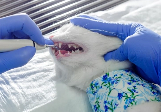 How much does a dental cleaning for a cat usually cost?