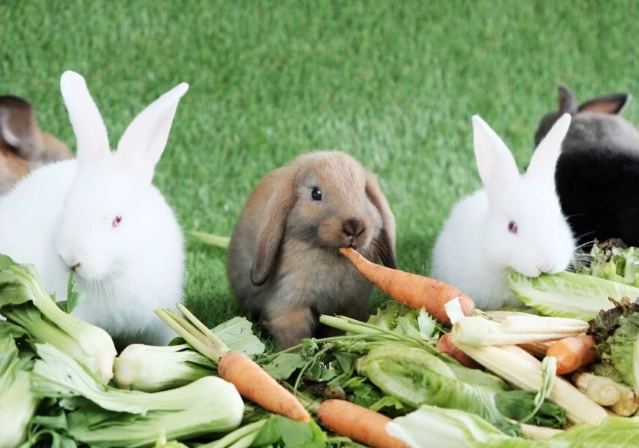 what to feed rabbits
