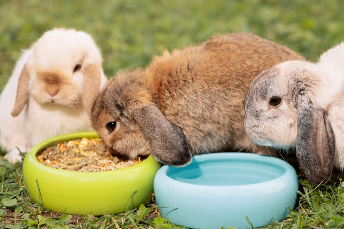 How much should a rabbit be fed per day?