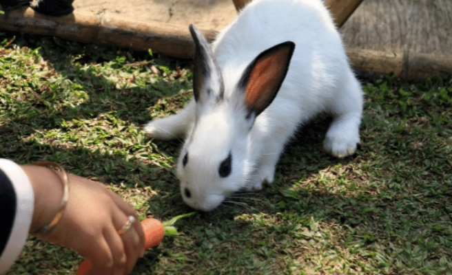 how much pellets for rabbits