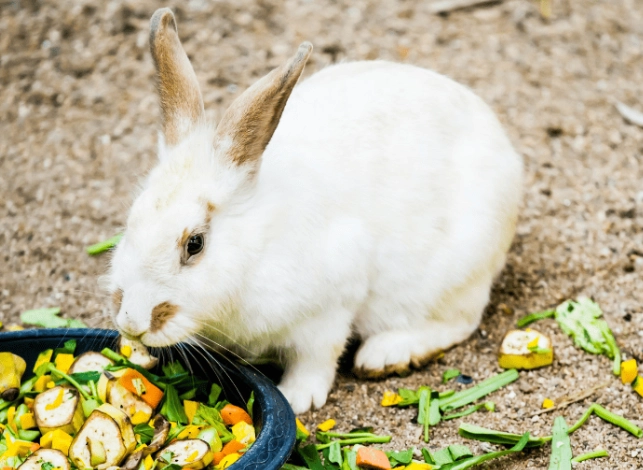 rabbit diet