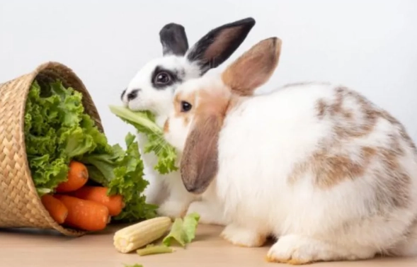 What is a rabbits diet