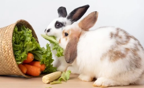 rabbit diet percentages