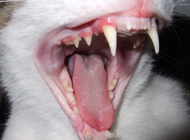 how much does cat teeth cleaning cost