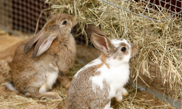 how much to feed a rabbit