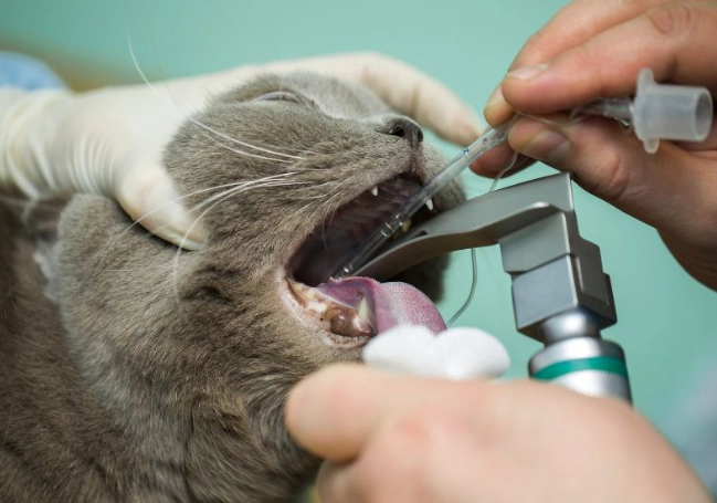 how to brush cat teeth
