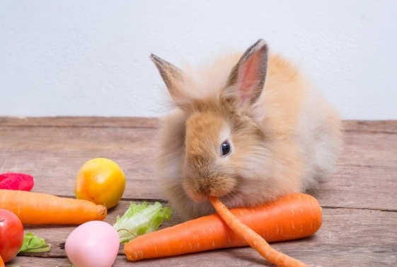 rabbit feeding guide